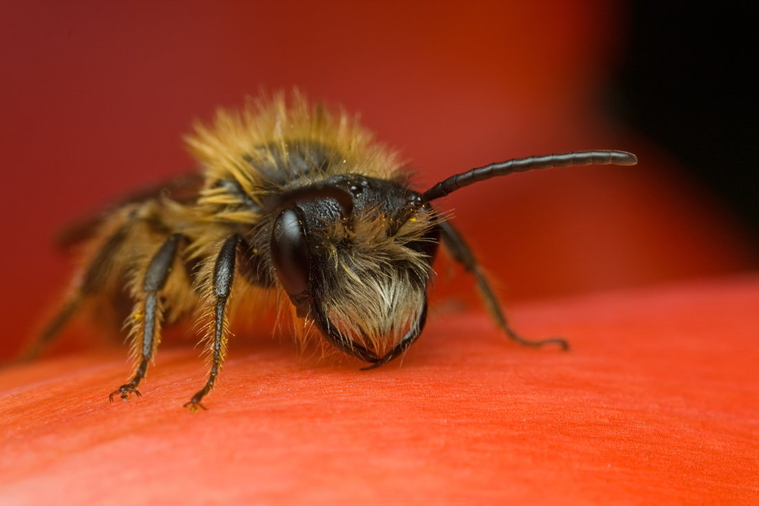 Miner Bee in Tulip